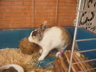 Mon lapin jouant avec sa balle