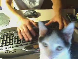 le chat apres la souris!!