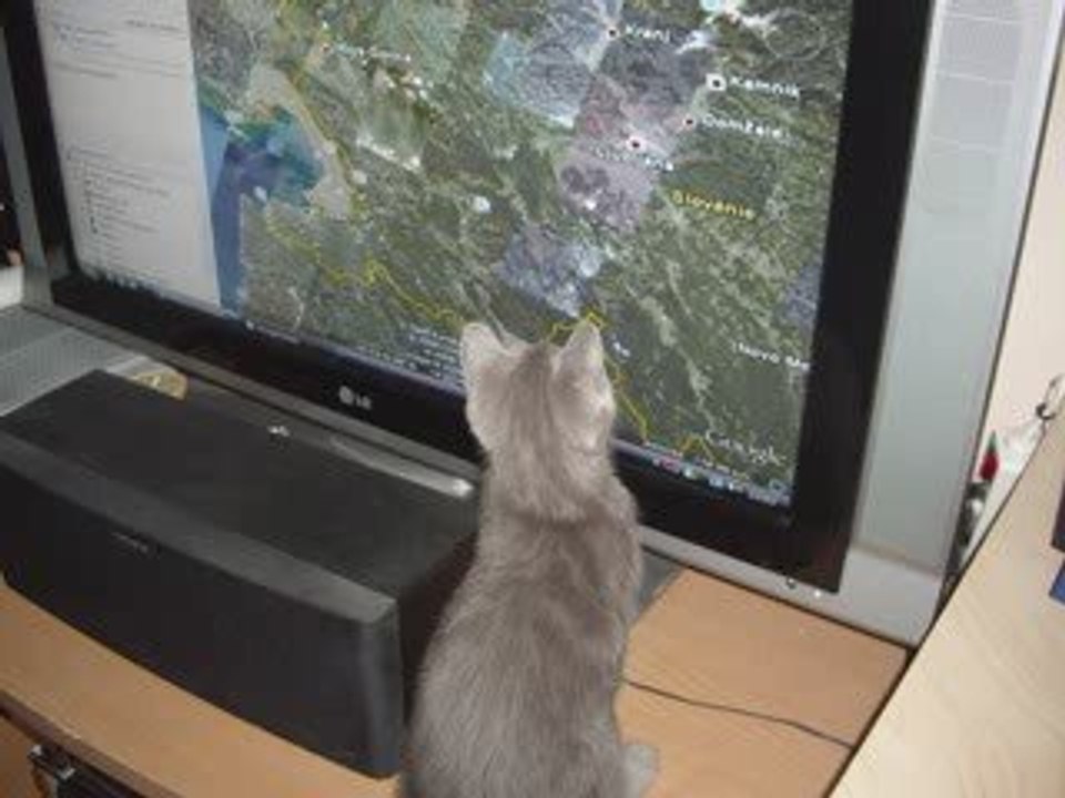 Chat Kenzo
