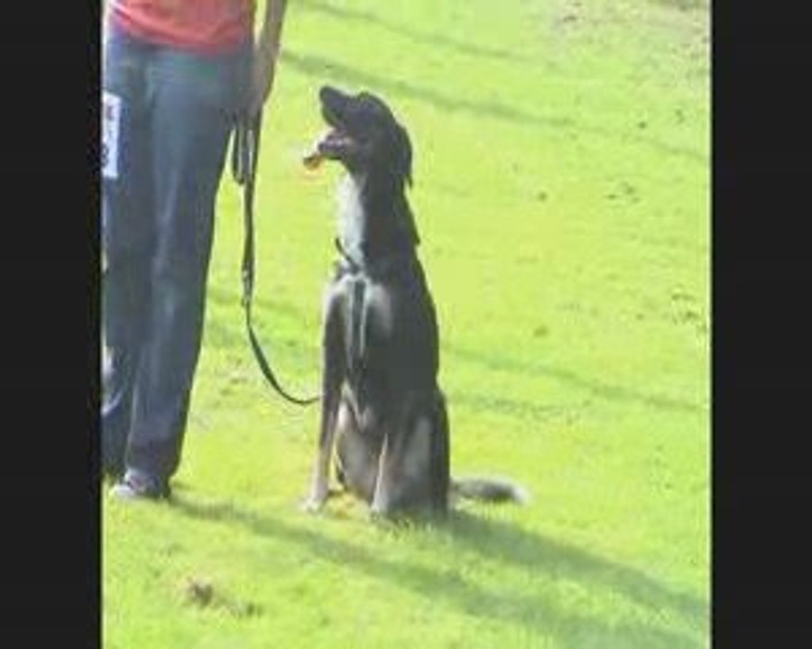 agility St-Prex, 27 septembre 2009