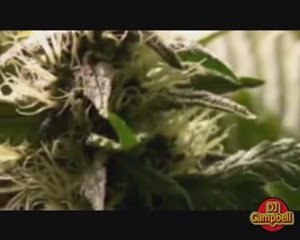 Reggae,Marijuana no cocaine