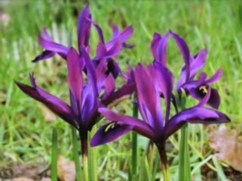 Frühling für Hogi - Igel Hogi freut sich auf den Frühling
