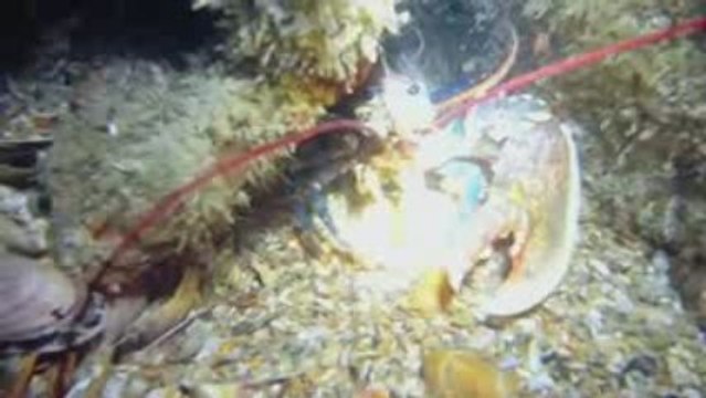 dauphins +plongée sur epave en manche