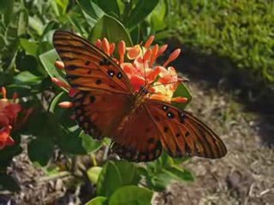 Hamza Robertson & Sami Yusuf -Your Beauty