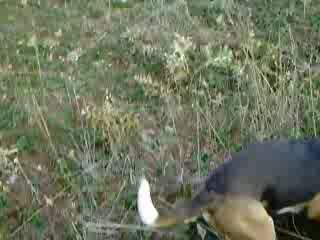 Lievre levé par un posté,on trouve le "jas" avec les beagles