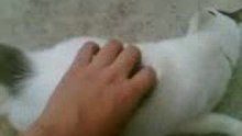 pavement white kitty