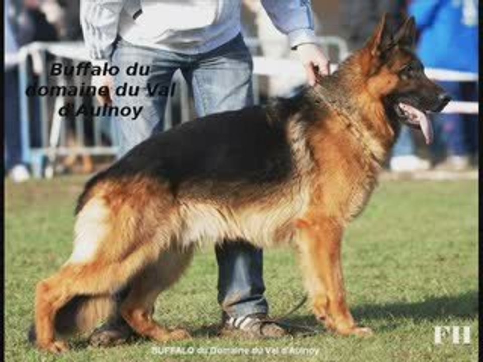 Nationale d'élevage bruguières 2009 - Classe travail mâles