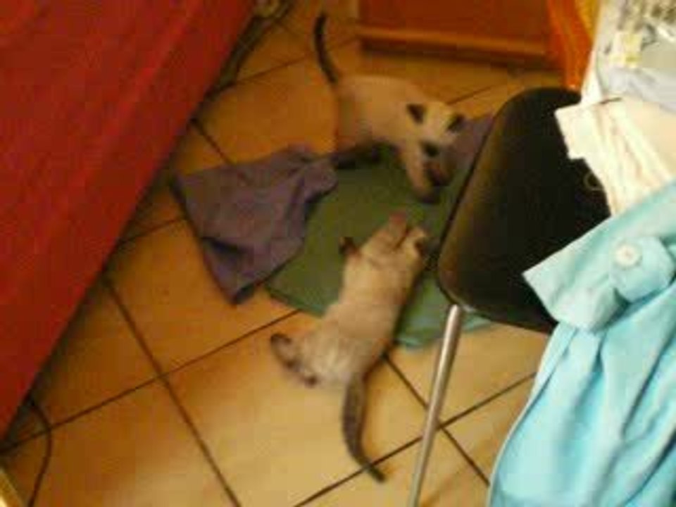 Chatons