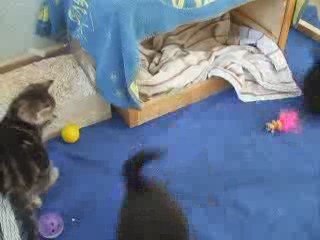 Chatons 5 semaines