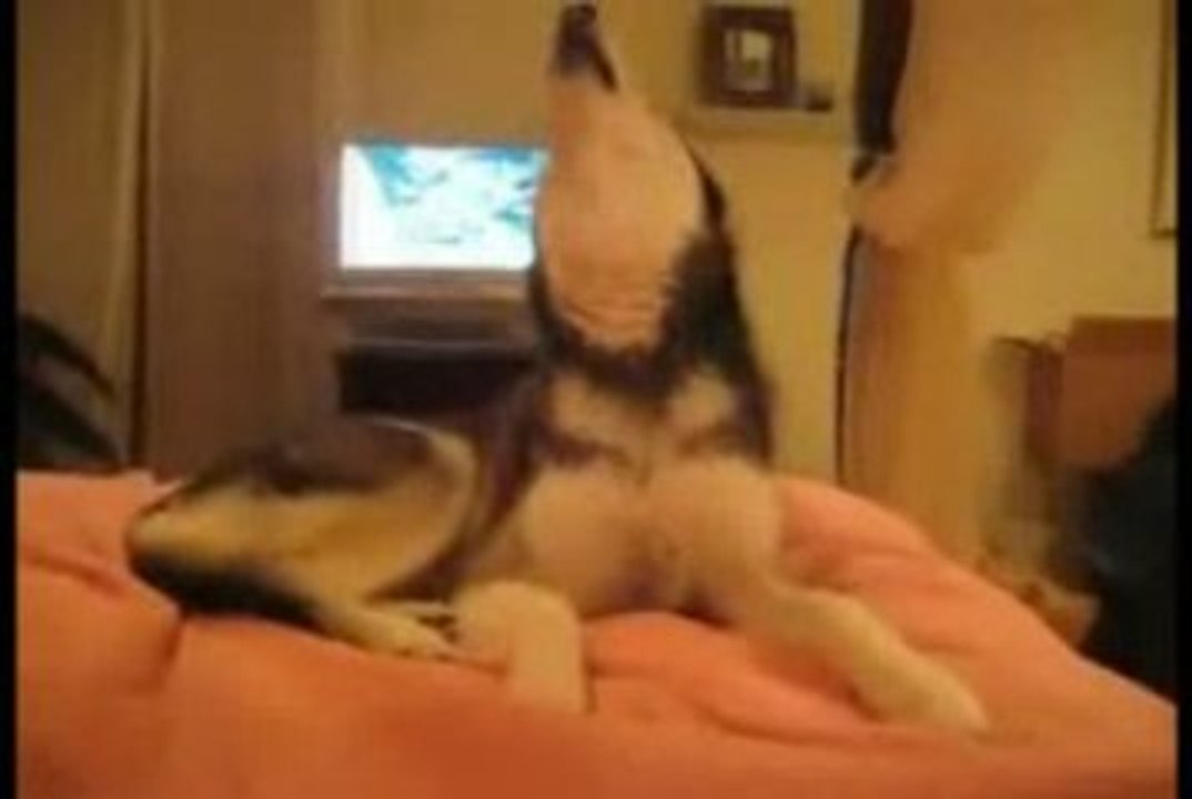 THIS DOG IS TALKING