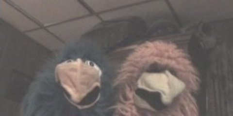 Random birds and the mystic book