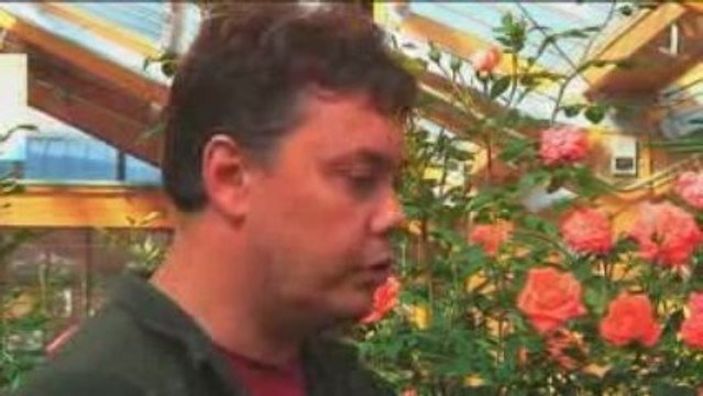 Conseils Jardinage : Quels rosiers planter cet automne ?