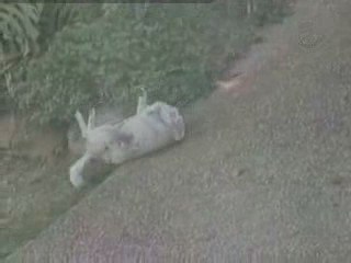 Comment gratter un chien Corse