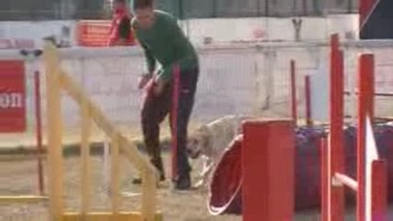 Agility Kylie 02