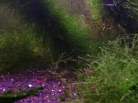 bitkili akvaryum plant tank engingenc editropi akvaryum