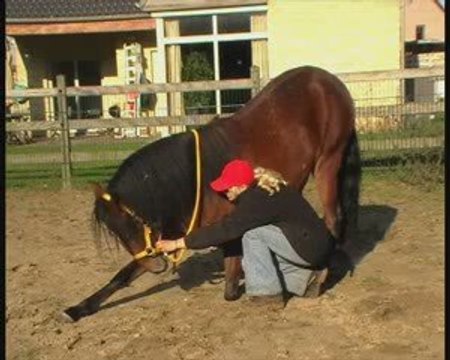 pilasha peruvian paso mare 3 years old