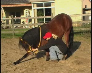 pilasha peruvian paso mare 3 years old