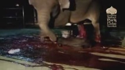 Fil Dogum Yapiyor (Elephant is Giving Birth)