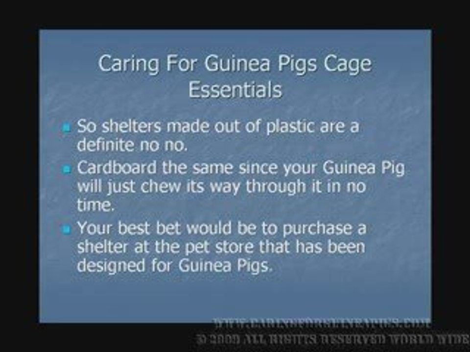 Caring For Guinea Pigs- Cage Essentials