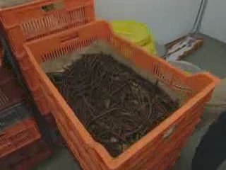 Kew celebrates conservation milestone