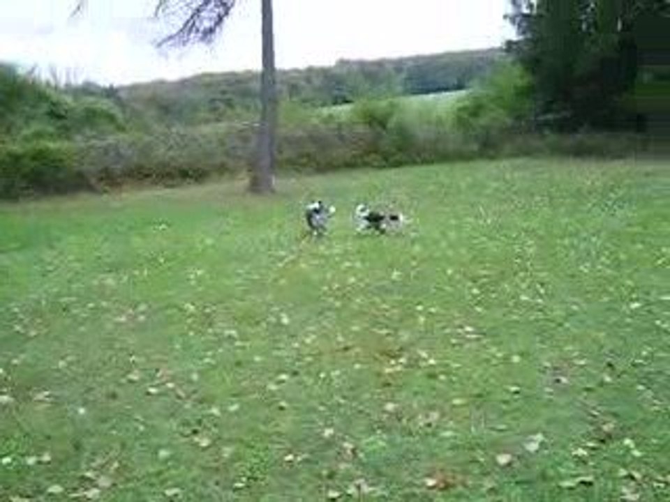 rencontre magique dune lors du concours d'agility de sgms