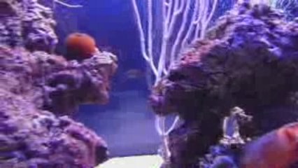 Mon aquarium 8/10/2009