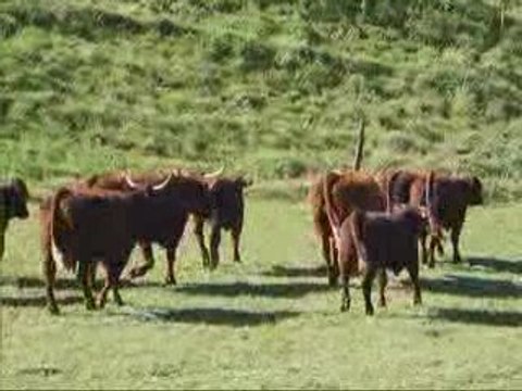 14 octobre 2009 vaches et velles fontolive