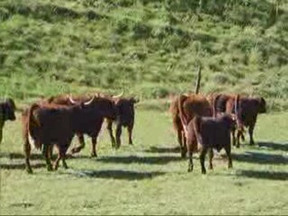 14 octobre 2009 vaches et velles fontolive