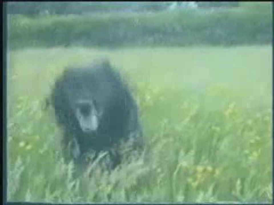 Dogs Playing Montage, Wally on the Run contest