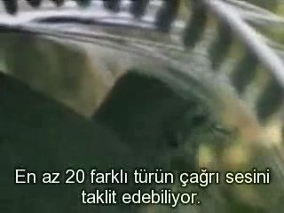 Lir Kuşu Muhteşem Show (Avustralia)