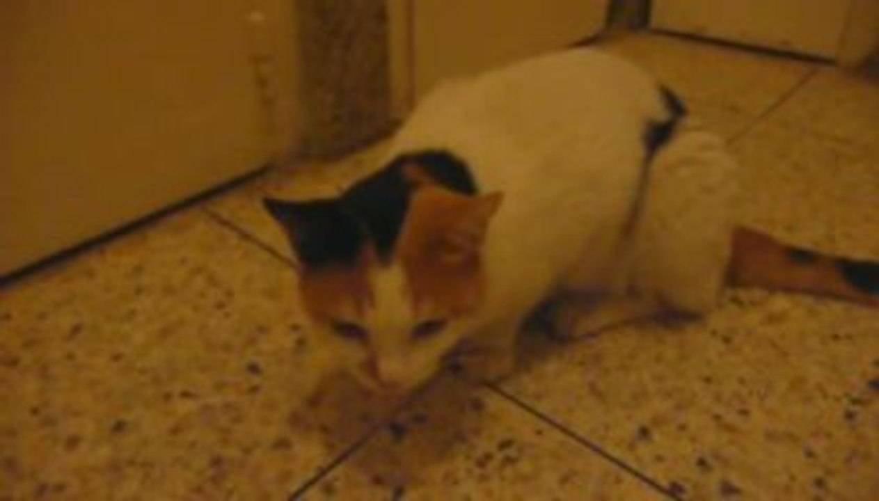 il faut sauver le chat simone!!!