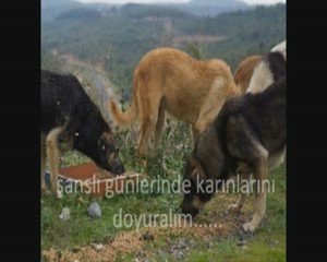 yardıma çok ihtiyaçları var....