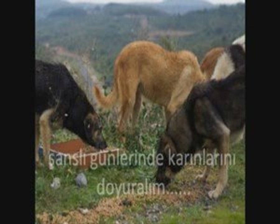 yardıma çok ihtiyaçları var....