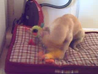 Elysée 7 mois et ses cadeaux 005