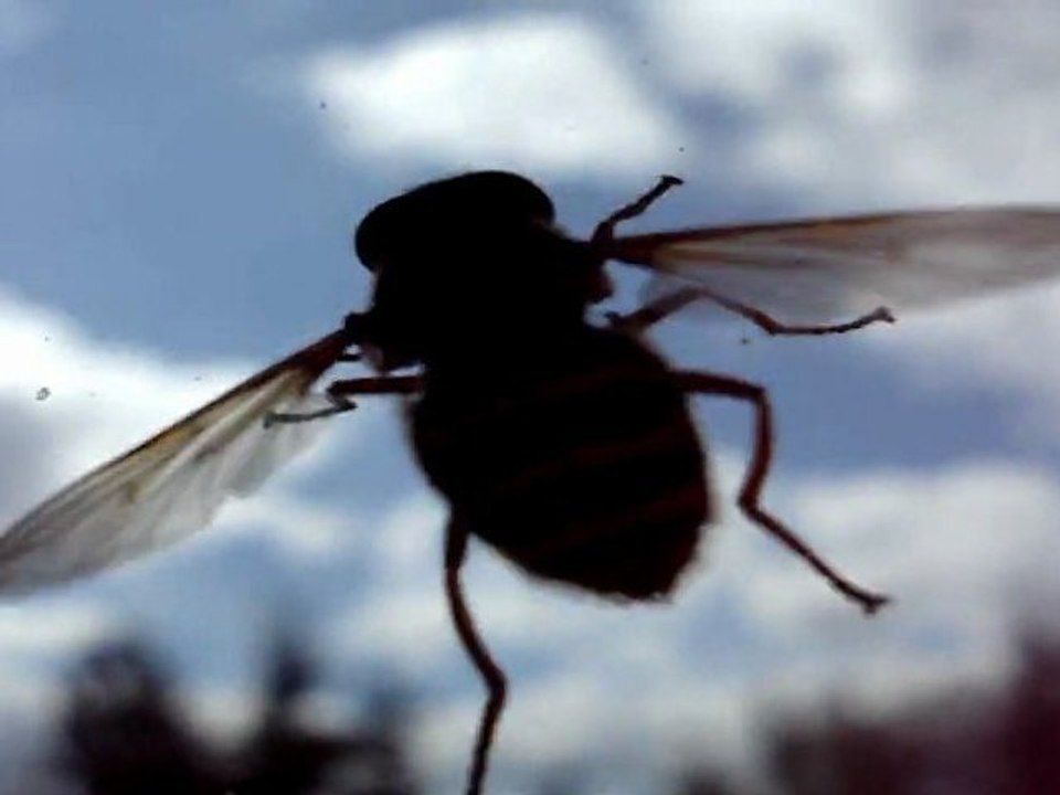 une promenade à carreau