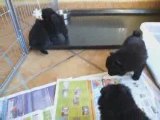 BB Spitz noirs du 13 septembre 09 presque5semaines