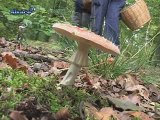 La cueillette des champignons en Alsace