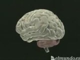 La Epilepsia: Sociedad Española de Neurologia (SEN)