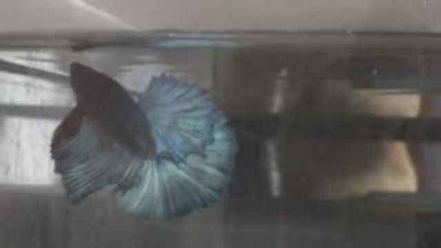 Jeune Betta splendens bleu acier