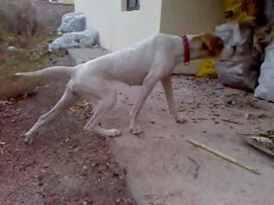 pointer nino