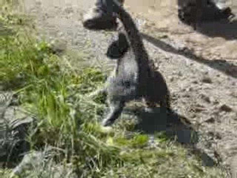 Le chat Twister et la souris