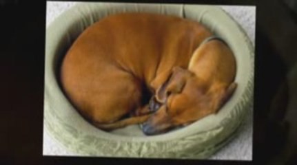 Cheap Dog Beds Review