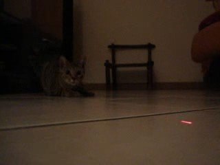 Notre petit chat pétole