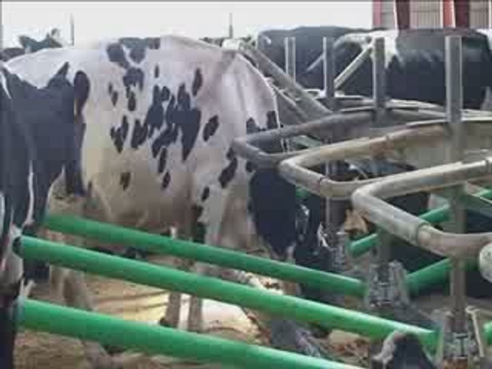Cow Shopping