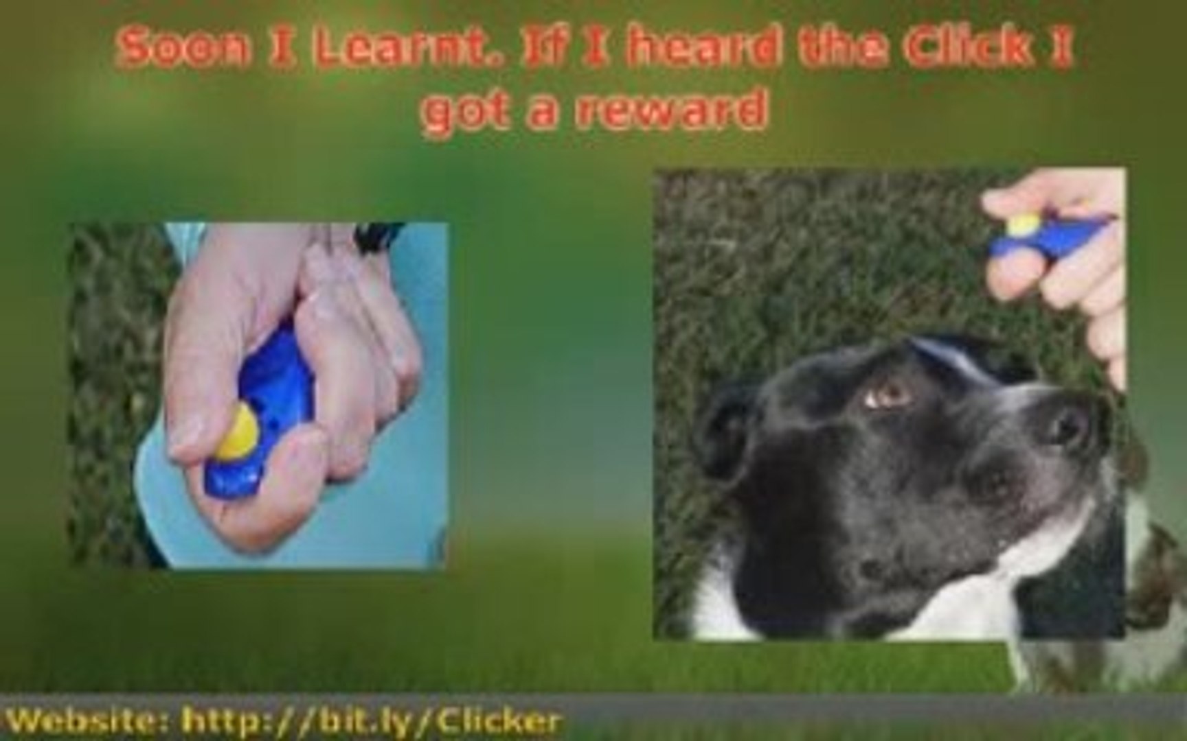 ⁣Using Dog Training Tools turns Dog Training into Fun