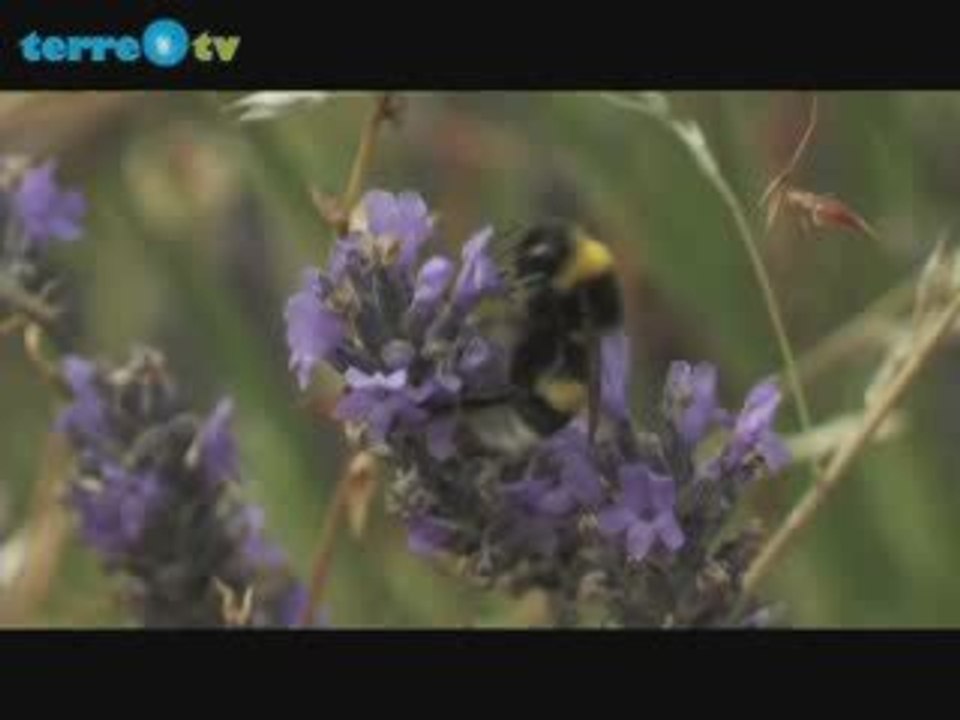 Hugues et les abeilles