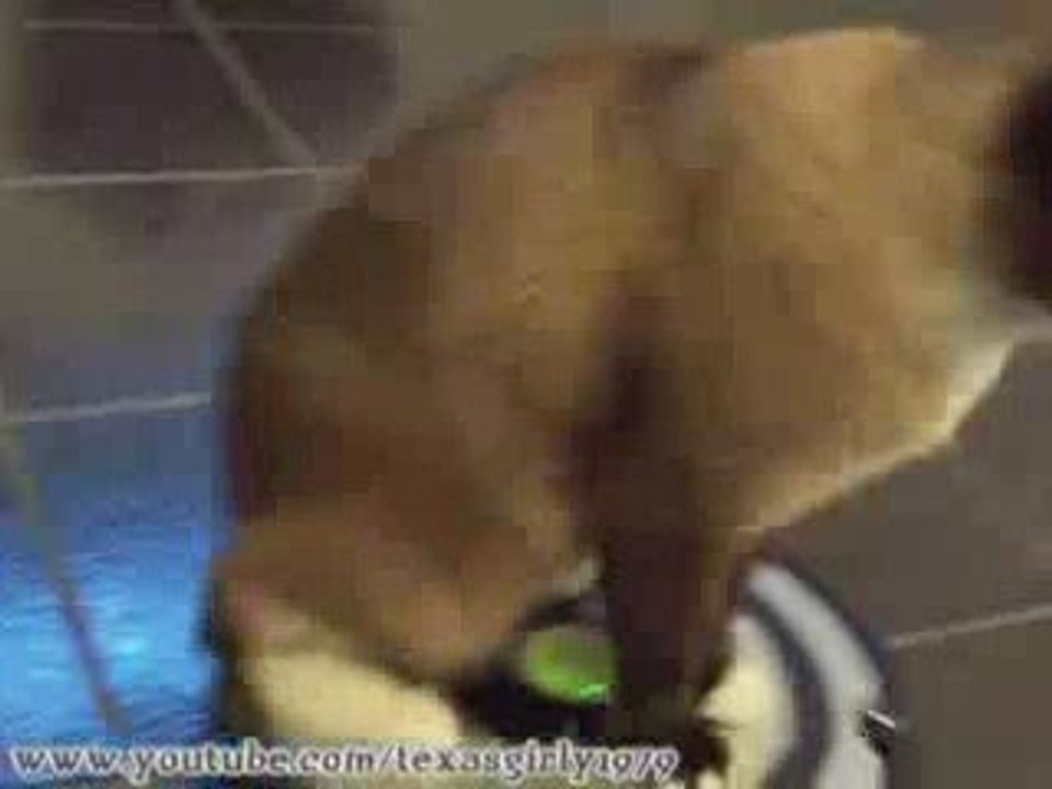 chat qui nettoyage