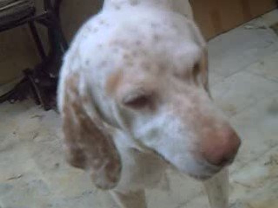 HORNY MICHO MY DOG