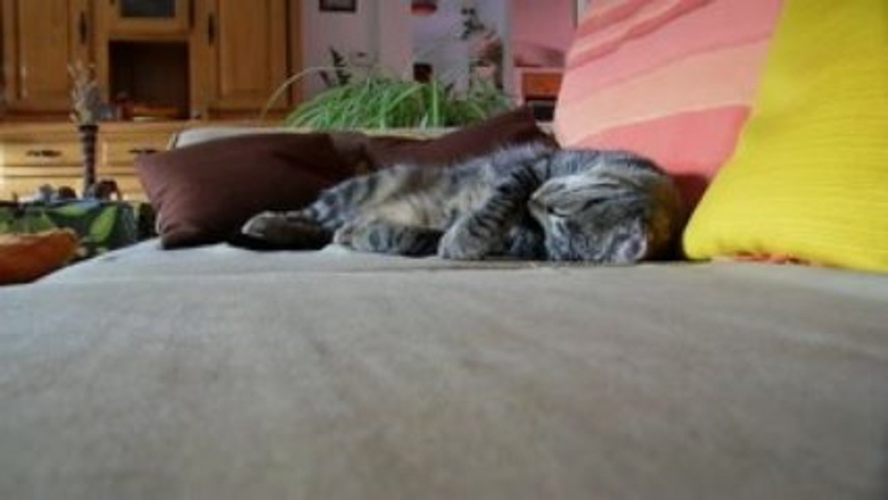 Kitty