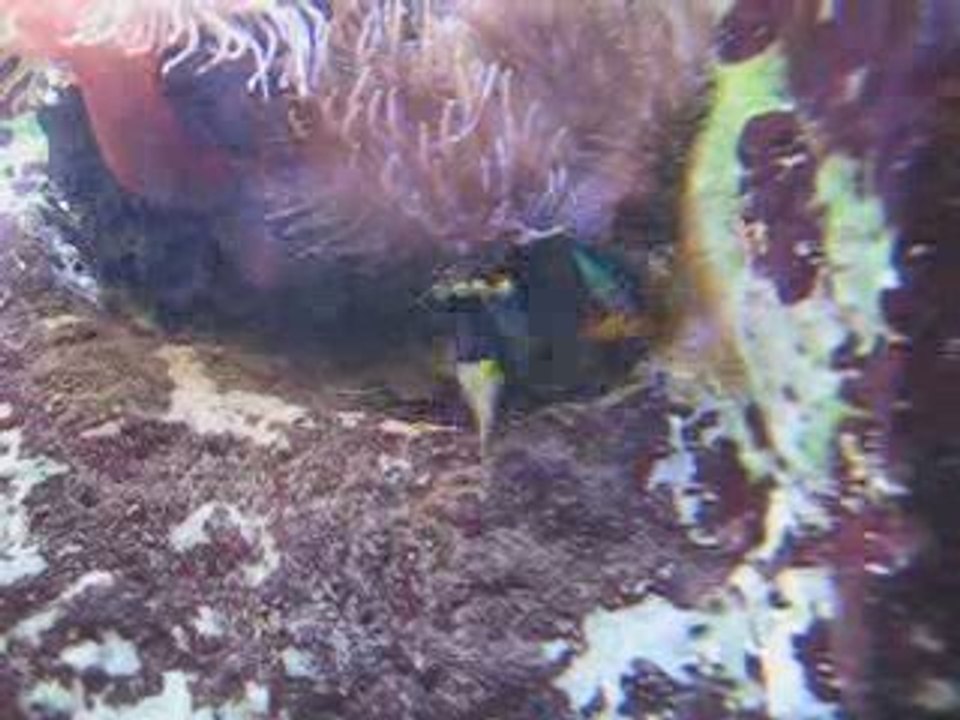 Poisson clown en mode baby sitter